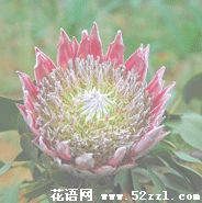 鄞州帝王花（菩提花）的花语