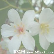 鄞州油桐花的花语