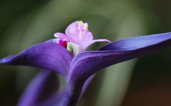 鄞州兰花花语、玉兰花花语是什么？适合送什么人？