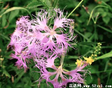 鄞州瞿麦的花语