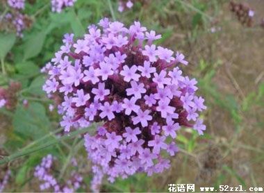 鄞州百里香（麝香草）的花语