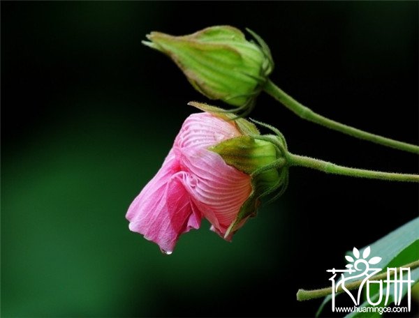 鄞州芙蓉花花语是什么，贞操/纯洁/纤细之美