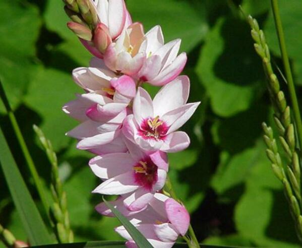 鄞州玉米百合花的花语 勇敢和执着的爱