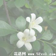 鄞州九里香的花语