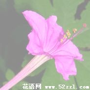 鄞州胭脂花的花语