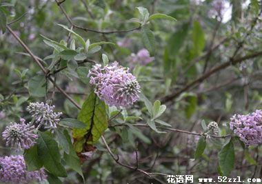 鄞州密蒙花的花语