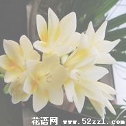 鄞州香雪兰（小苍兰）的花语