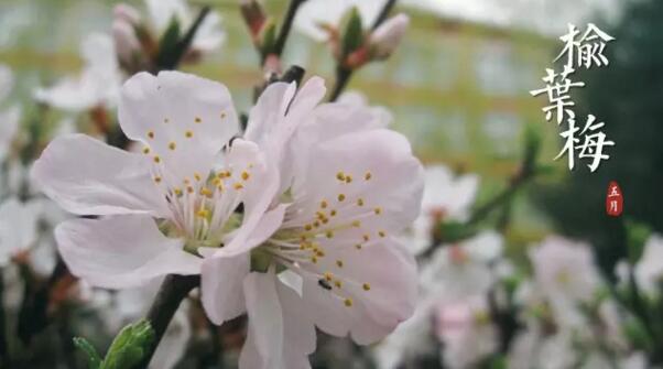 鄞州重瓣榆叶梅花语是什么，爱情的俘虏