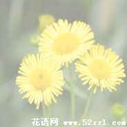 鄞州六月菊的花语