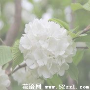 鄞州琼花（蝴蝶花）的花语