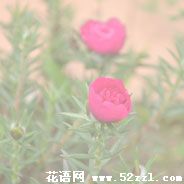 鄞州半枝莲（韩信草）的花语