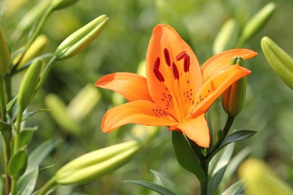 鄞州百合花花语是什么，代表着美好的家庭和伟大的爱