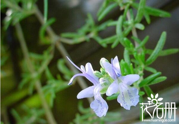 鄞州迷迭香的花语是什么 留住美好的回忆