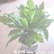 鄞州鸟巢蕨的花语