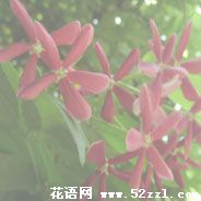 鄞州使君子（留球子）的花语