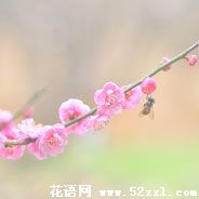 鄞州梅花的花语