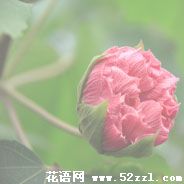 鄞州芙蓉花的花语