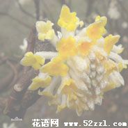 鄞州打结花（黄瑞香）的花语