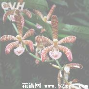 鄞州花蜘蛛兰的花语