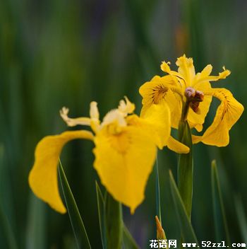 鄞州小鸢尾花（明黄色）的花语