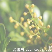 鄞州米兰花的花语