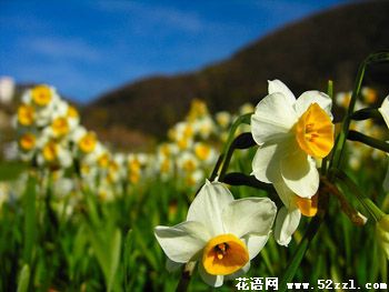 鄞州山水仙的花语