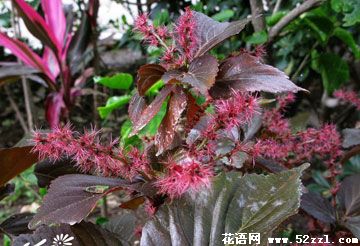 鄞州红桑花（铁苋菜）的花语