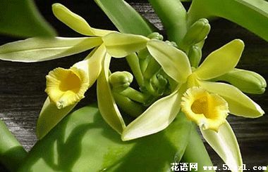 鄞州香子兰（香荚兰）的花语