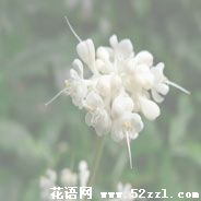 鄞州杜若花的花语