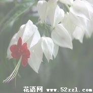 鄞州龙吐珠的花语