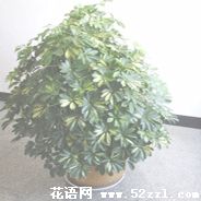 鄞州鹅掌柴的花语