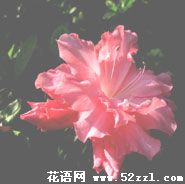 鄞州杜鹃花的花语