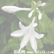 鄞州晚香玉（夜来香）的花语