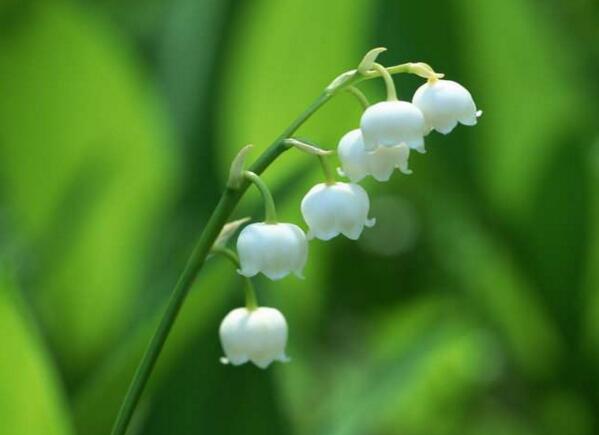 鄞州铃兰花花语