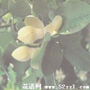 鄞州优昙花（山玉兰）的花语